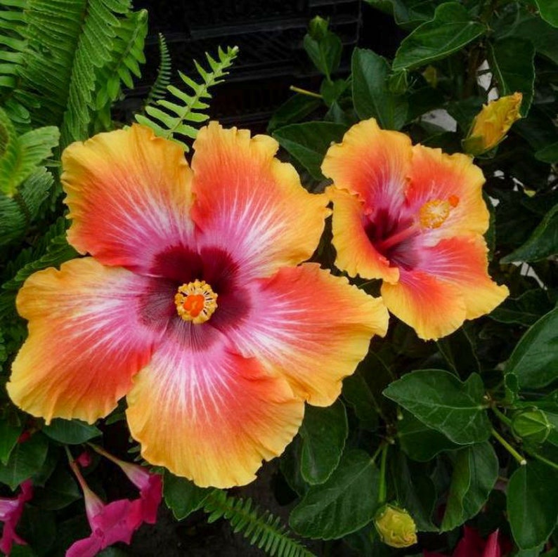 Fiesta Hibiscus Exotic Hawaiian Sunset Live Plant 7 To 10 image 0