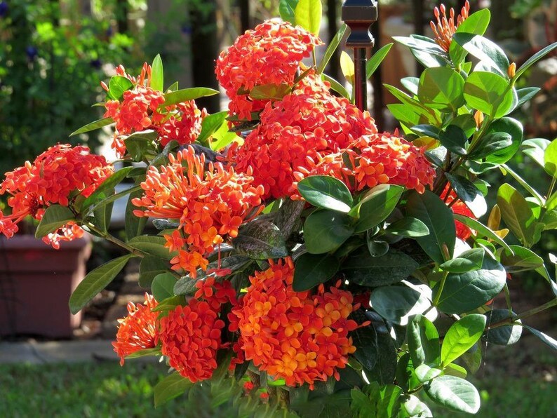 IXORA MAUI RED Live Plant 3 To 5 Inches Tall Etsy