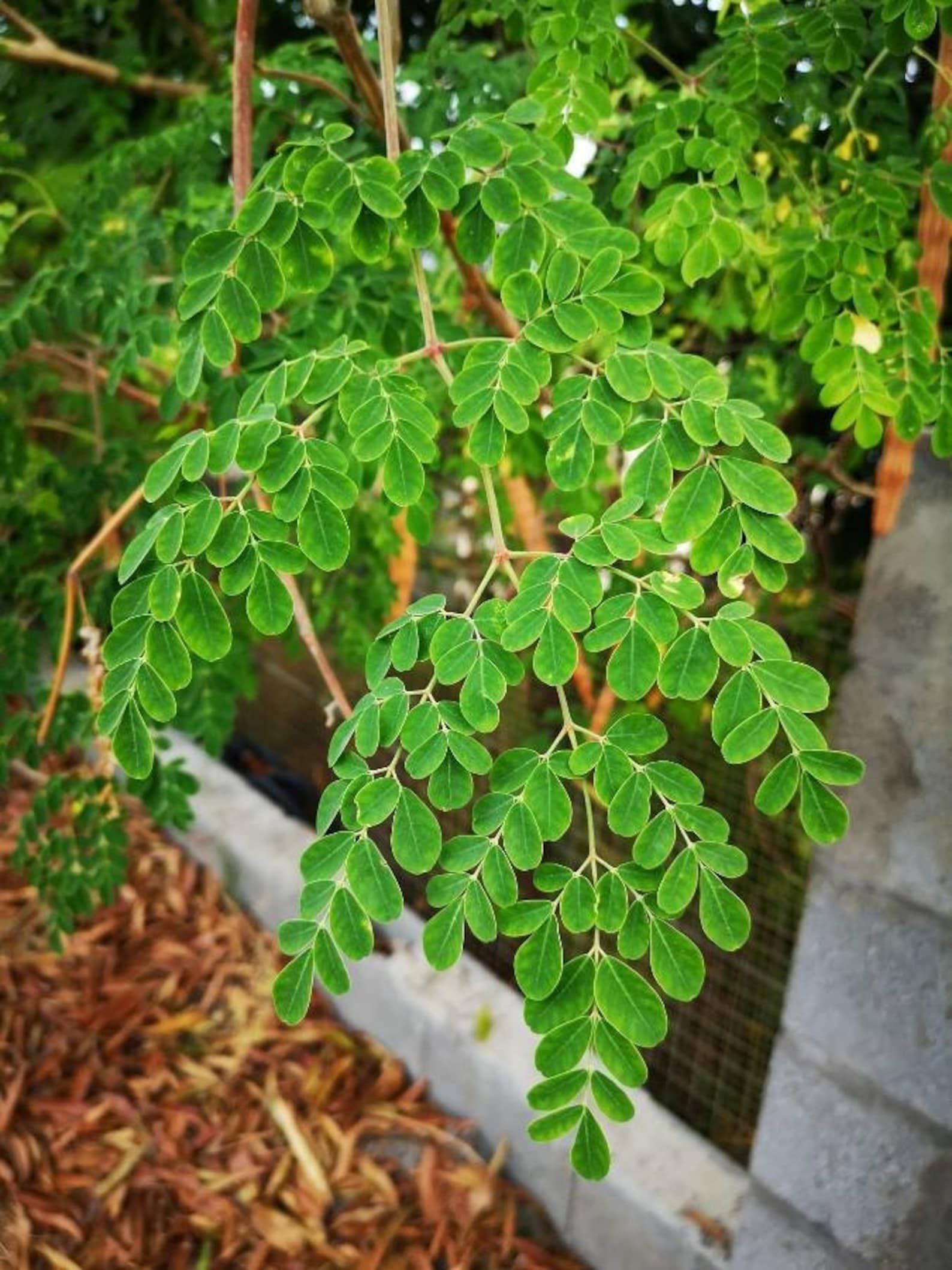 2 Live Plant Moringa oleifera 2 pack 56 Tall Etsy