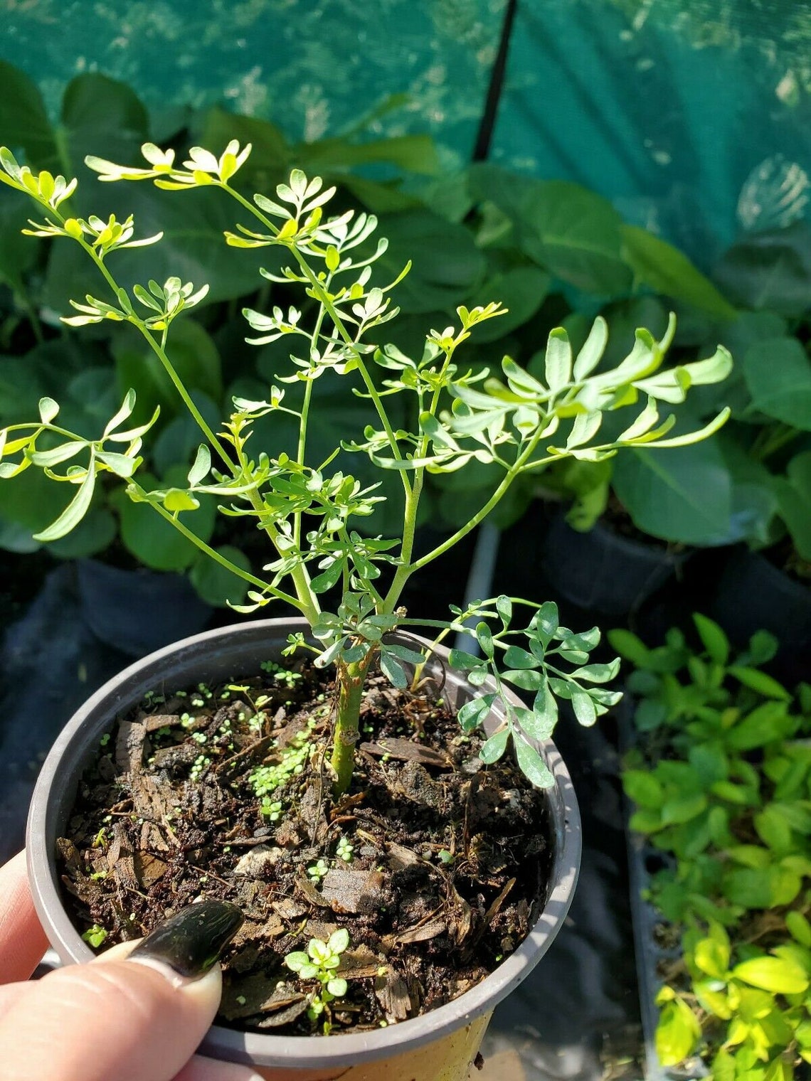 Ruda Plant Common Rue Herb of Grace Live Plant 5 To 7 Inches Etsy