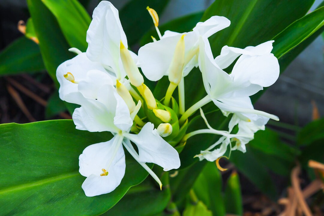 White Butterfly Ginger Lily Plant Hummingbirds Live Plant Etsy