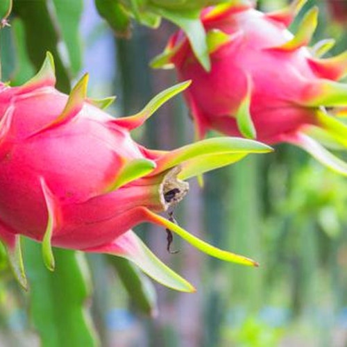 Dragon Fruit Tree Rooted Live Plant Etsy