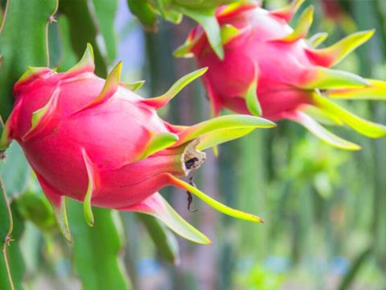 Dragon Fruit Tree Rooted Live Plant Etsy