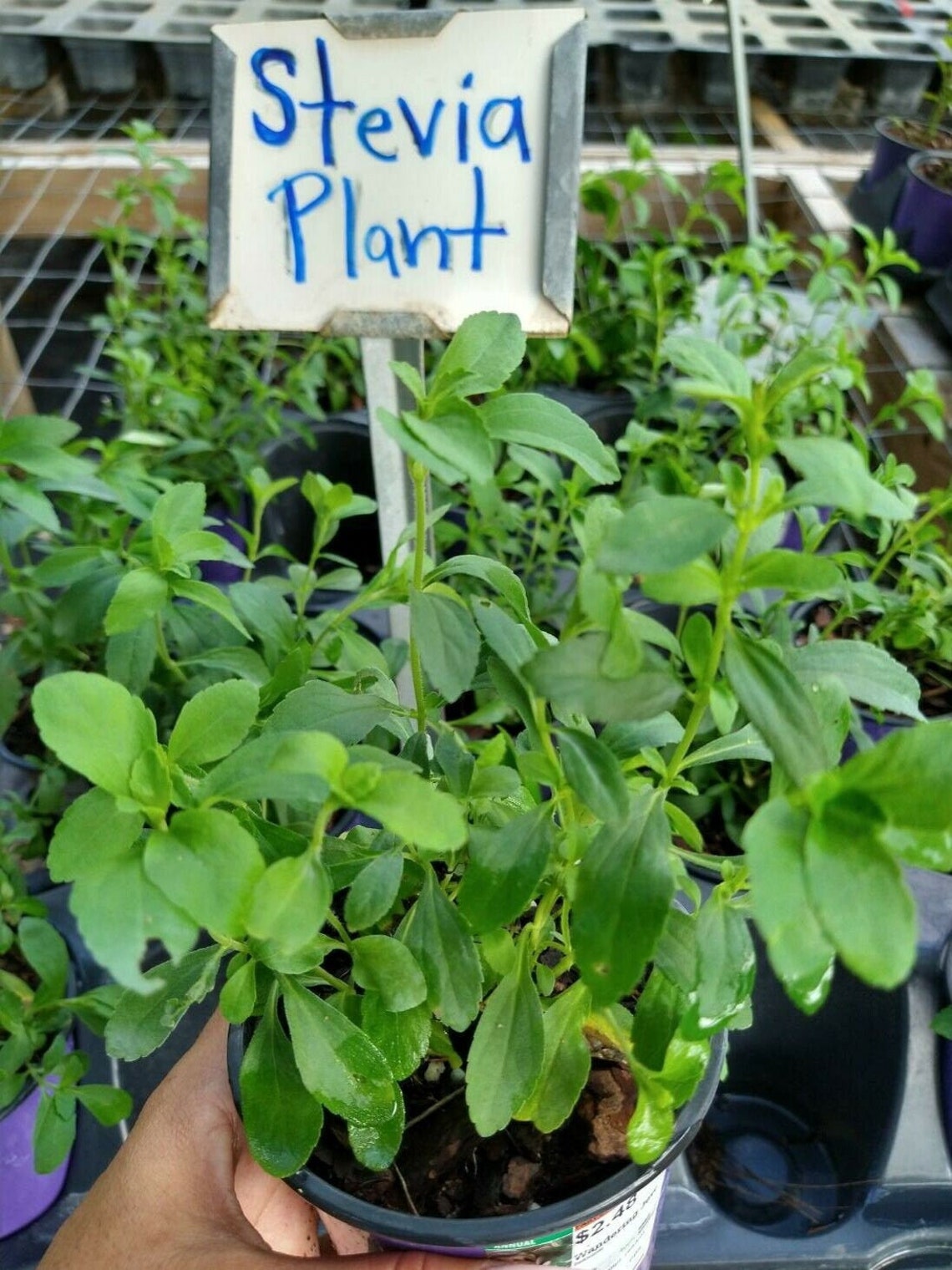 Stevia Sugar Plant Stevia Live Plant Culinary Herb Live Etsy