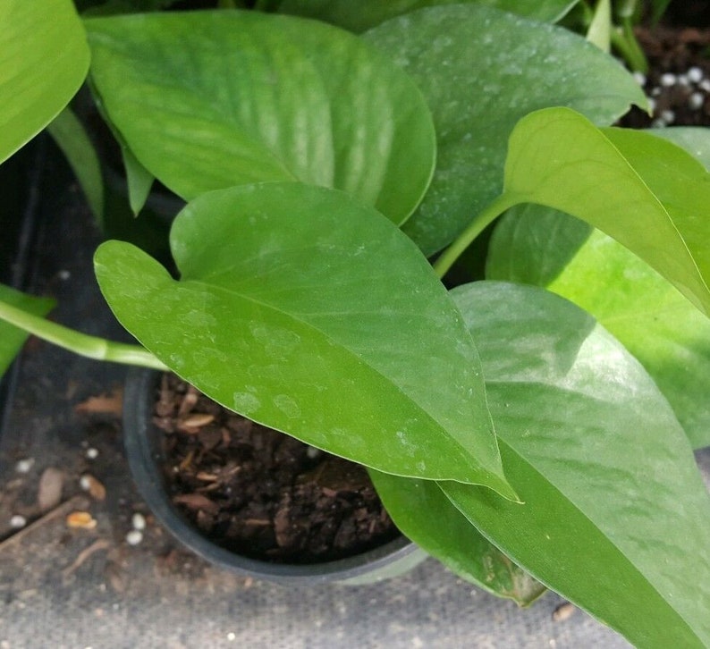 Pothos Green Jade Live Plant 4 Pots Etsy
