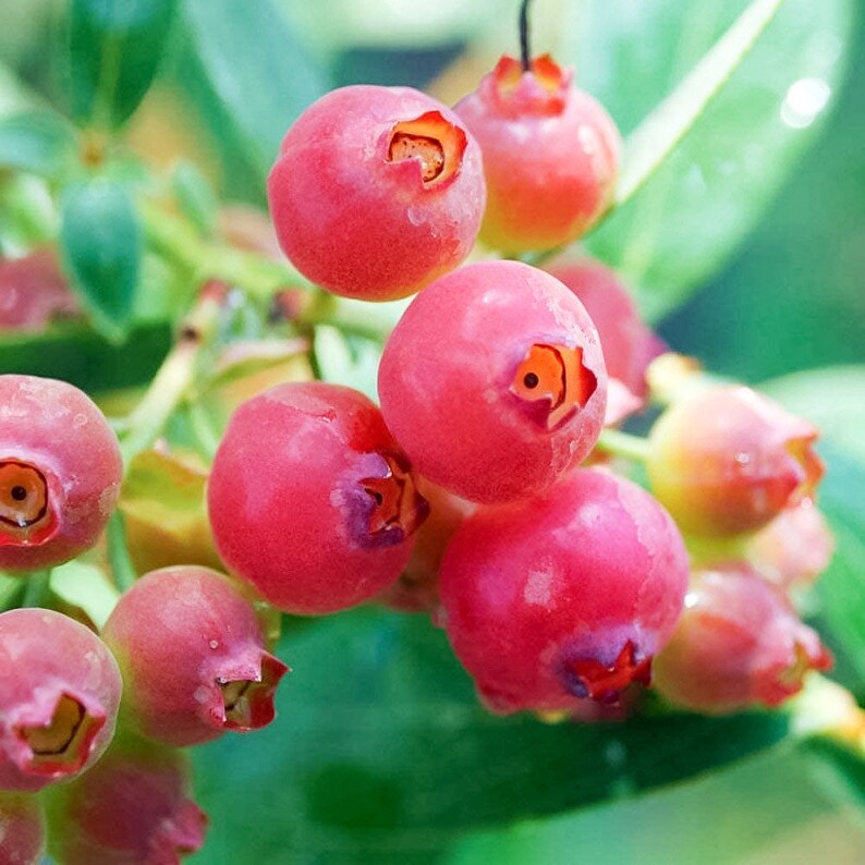Pink Lemonade Blueberry Vaccinium Live Plant Etsy