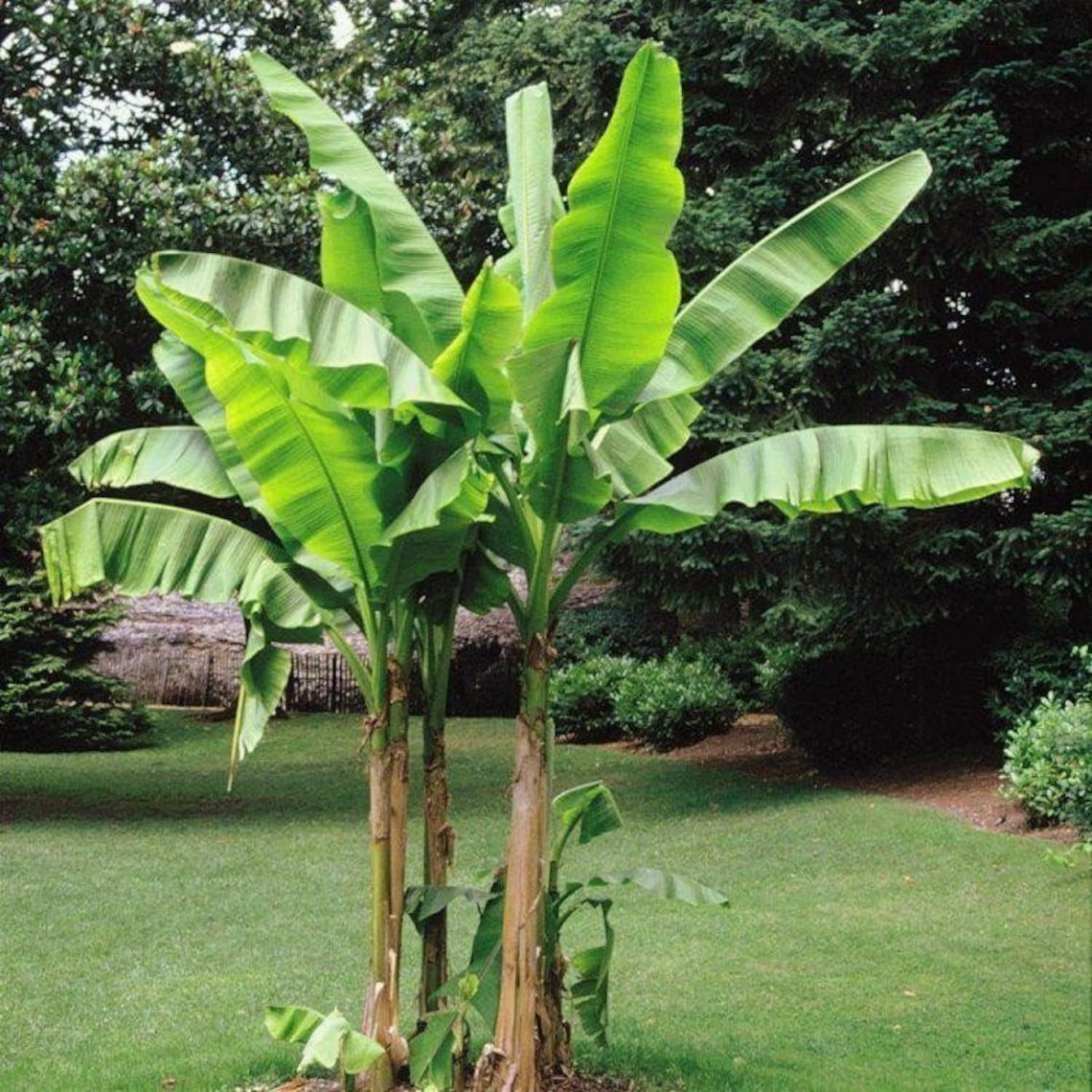 List 96+ Pictures musa – ‘basjoo’ – banana tree Excellent