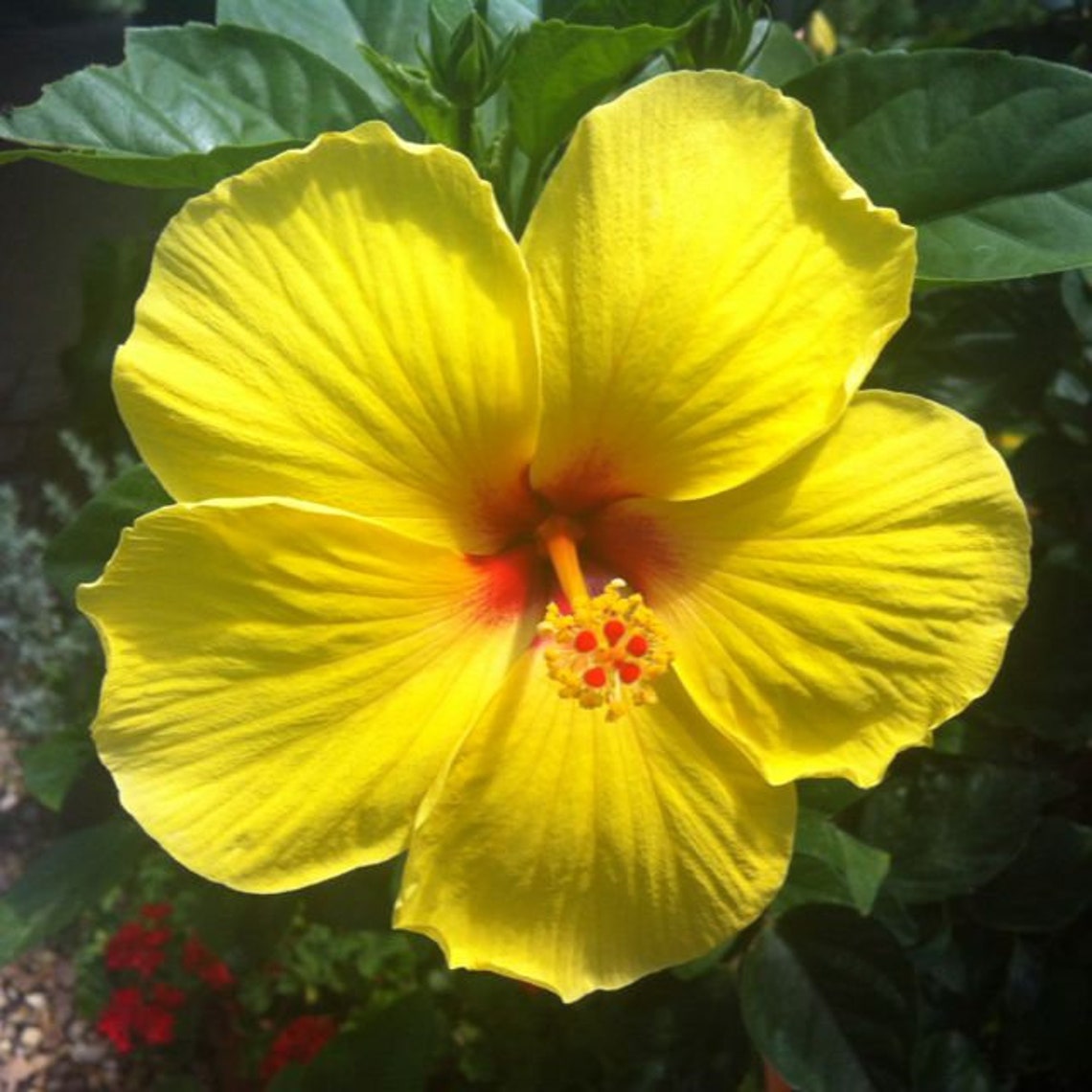 Exotic Tequila Sunset Hibiscus Plant Starter Plant 25 Inch Etsy