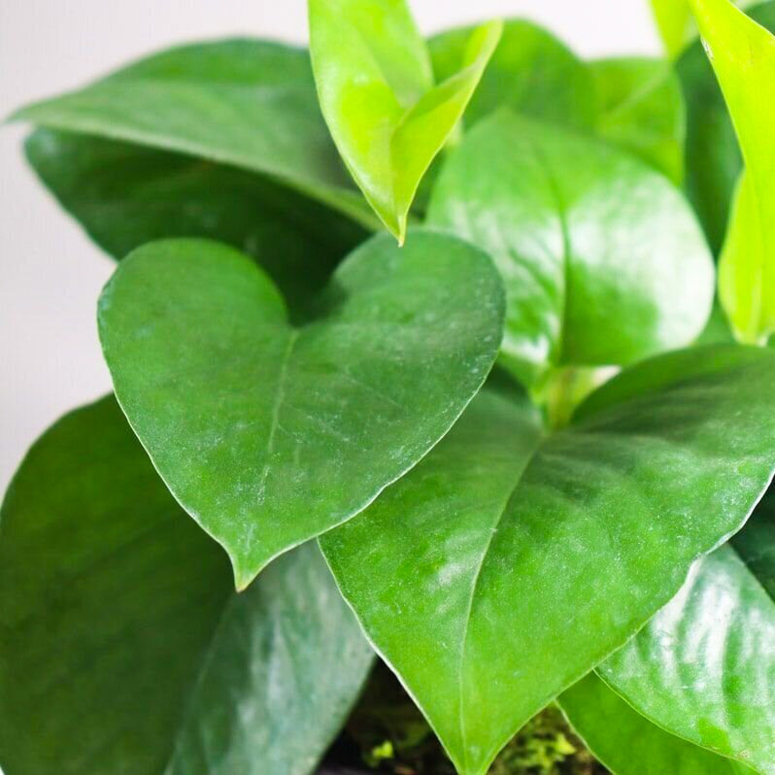 Jade Pothos Live Plant 4 Pot Etsy