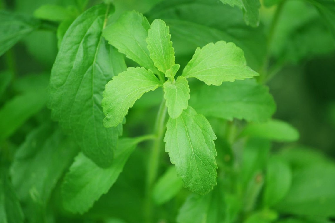 Stevia Sugar Plant Stevia Live Plant Culinary Herb Live Etsy