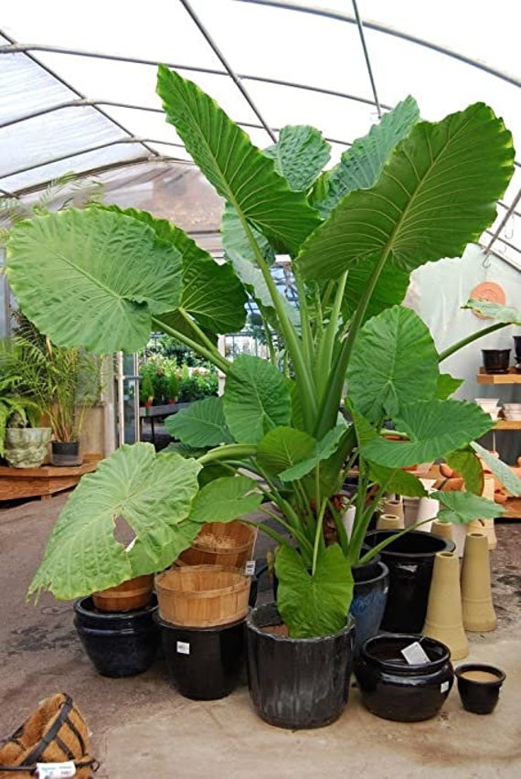 Elephant Ear Alocasia Calidora Persian Palm Live Plant Etsy