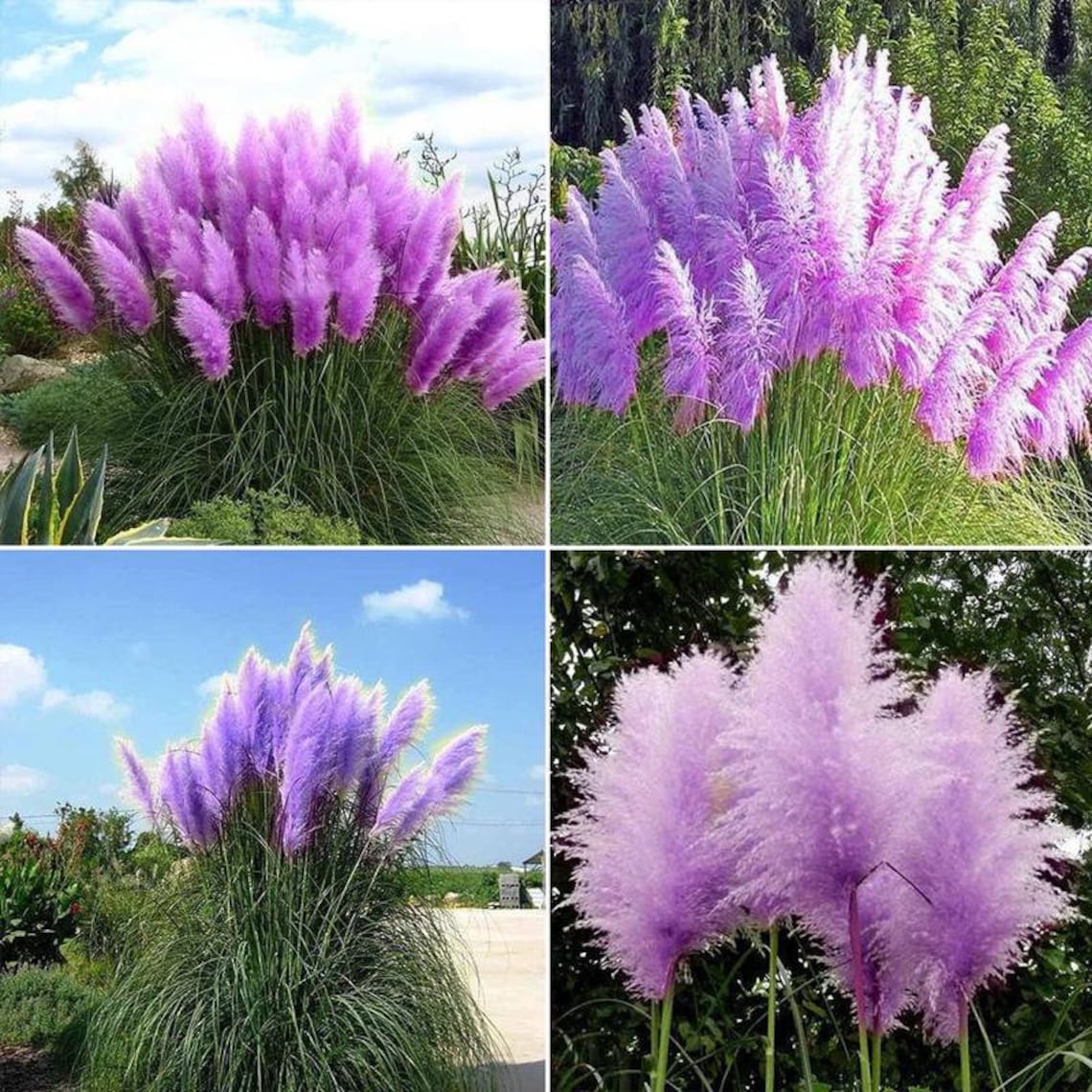 3 Plugs Purple Pampas Grass Plant Cortaderia Selloana 3 Etsy