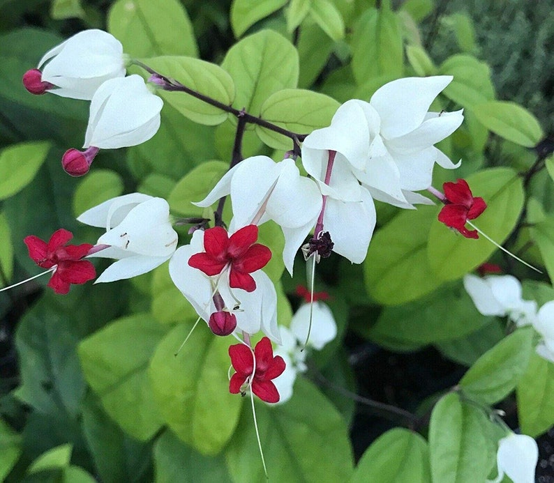 Clerodendrum Dicentra Spectabilis White Bleeding Heart Etsy
