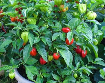 Semillas chiles picantes