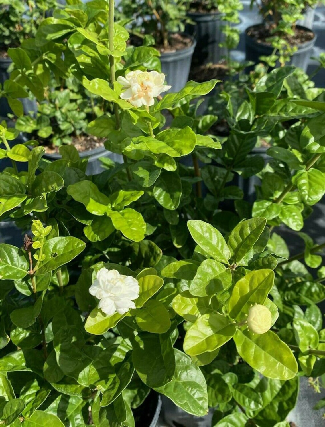 Big Size Grand Duke Jasmine Live Plant Very Fragrant Flowers Etsy