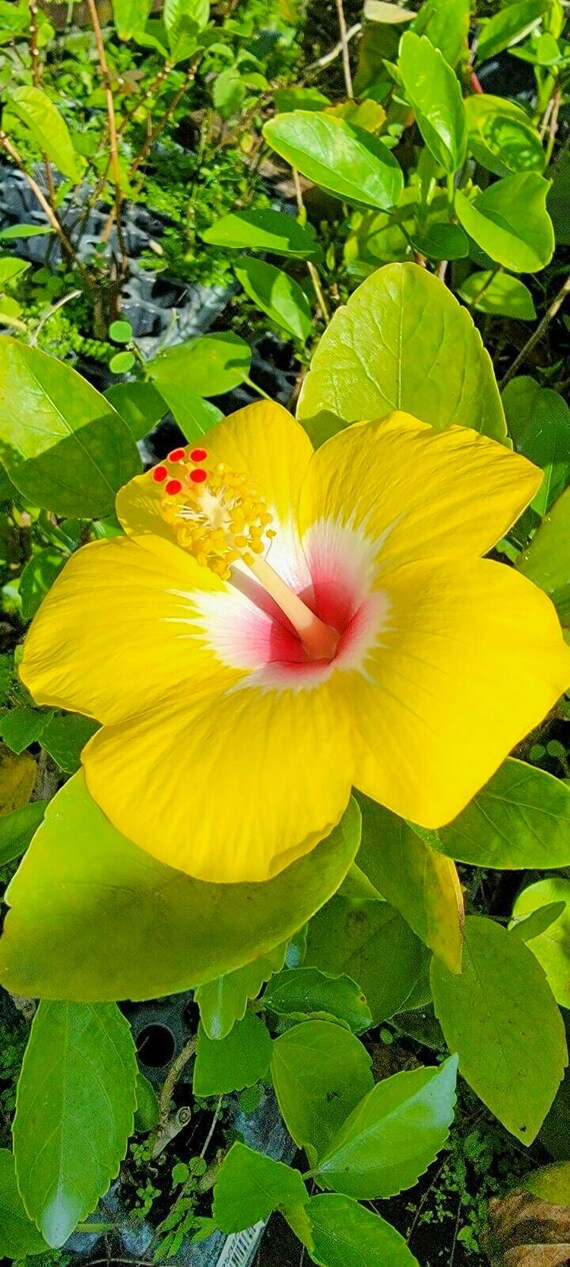 Yellow cheap hibiscus flower