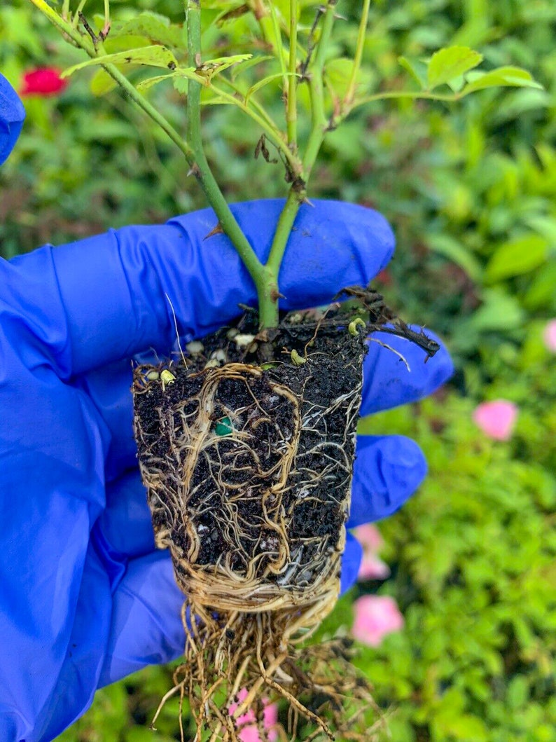 Light Pink Rose Bush Plant Rose Bush Live Plant Flower Etsy