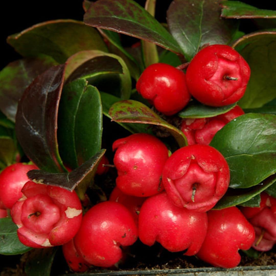 Винтергрин. Винтергрин (Gaultheria procumbens). Гаультерия Прокумбенс. Wintergreen растение. Гаультерия желтая.