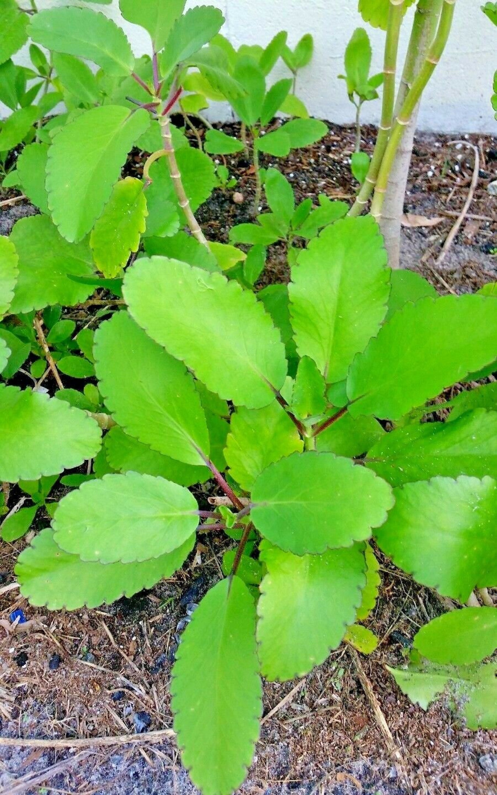 Kalanchoe Pinnata Miracle Leaf Rooted Plant Live Plant Etsy