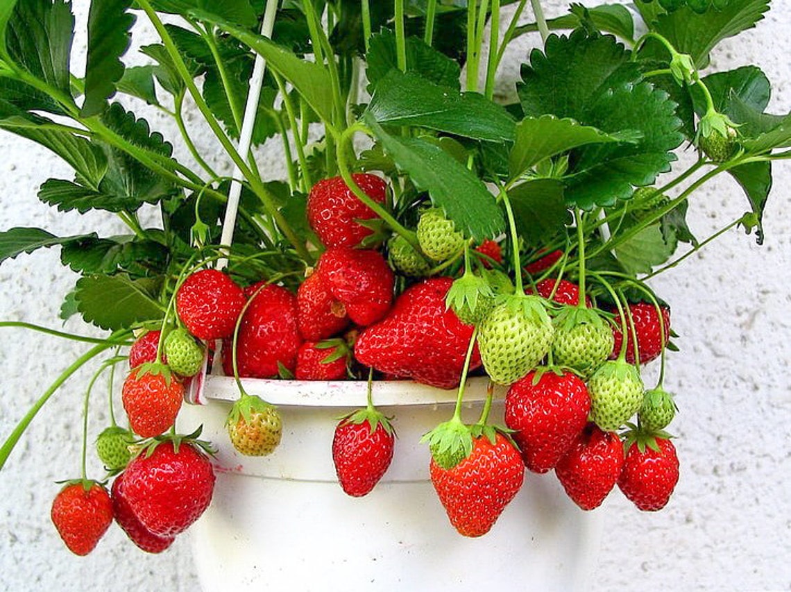 10 Fort Laramie Everbearing Strawberry Starter Plant NON GMO Etsy
