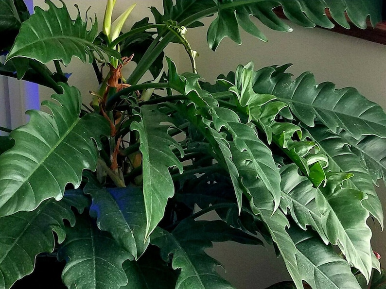 Philodendron Narrow Jungle Boogie Live Plant 5 Etsy