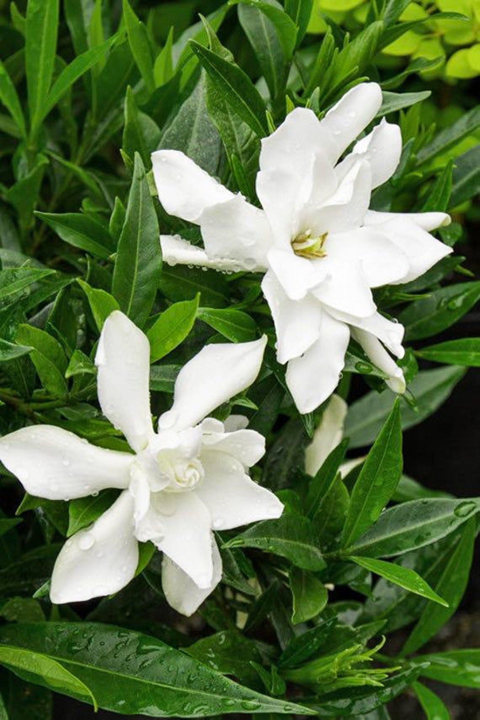 Frost Proof Gardenia Live Plant Evergreen 5 to 7 tall Etsy