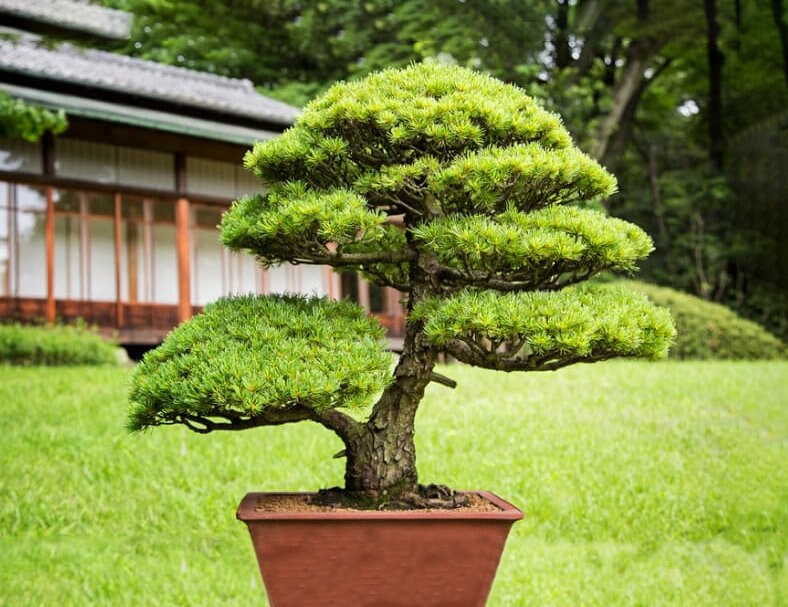 Japanese Juniper Bonsai Tree