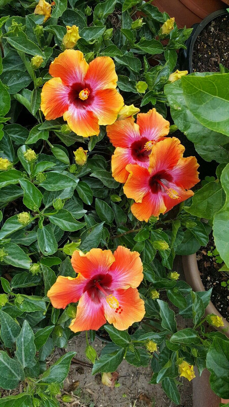Fiesta Hibiscus Exotic Hawaiian Sunset Live Plant 7 To 10
