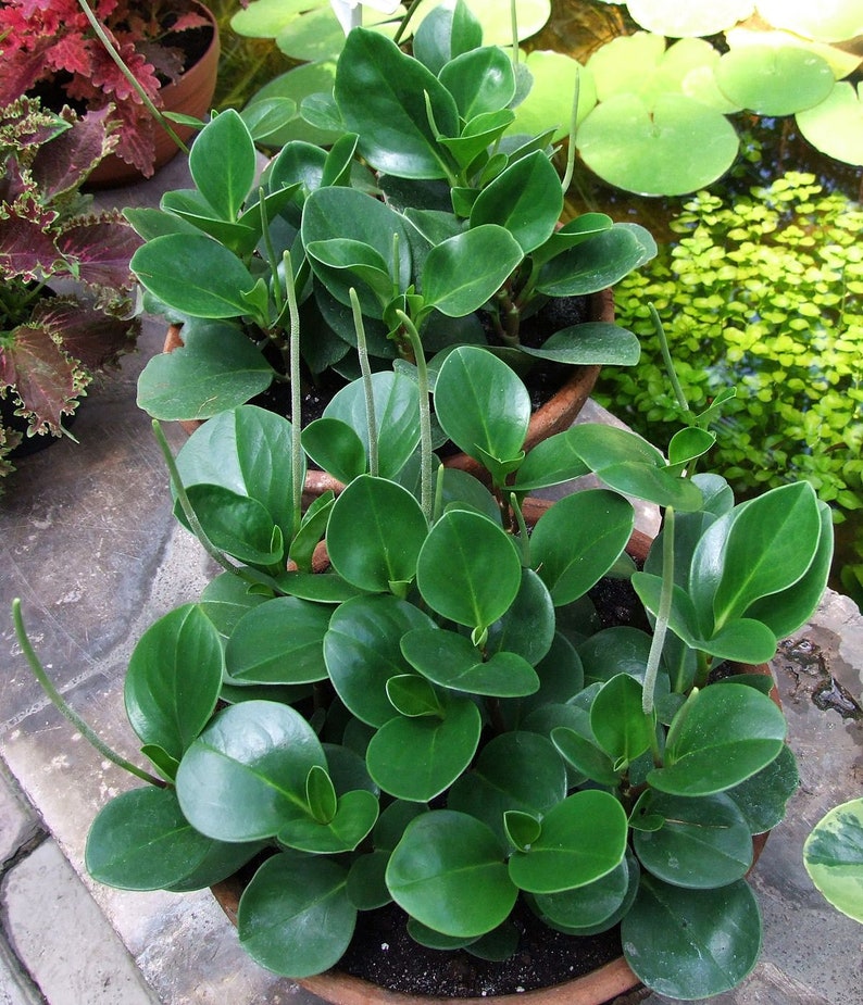 Peperomia Obtusifolia Live Plant in 4 Pot Etsy
