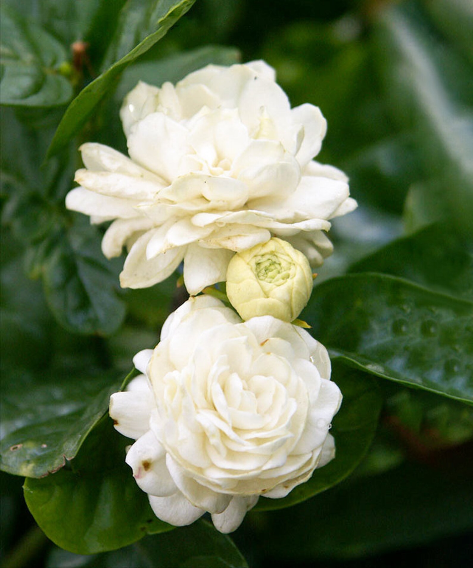 Where To Buy Jasmine Plants Near Me