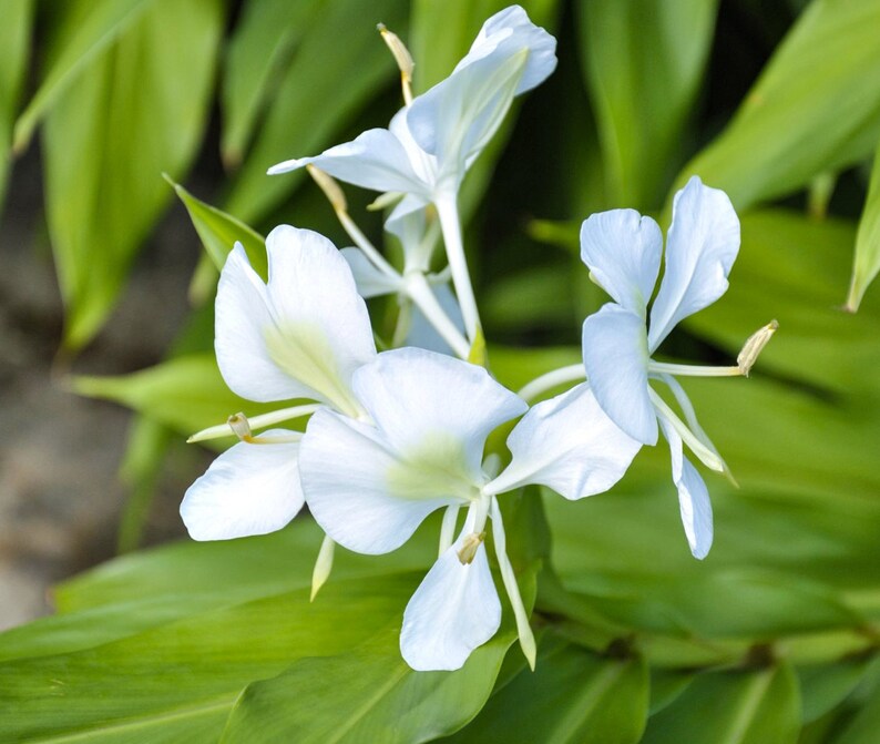 White Butterfly Ginger Lily Plant Hummingbirds Live Plant Etsy