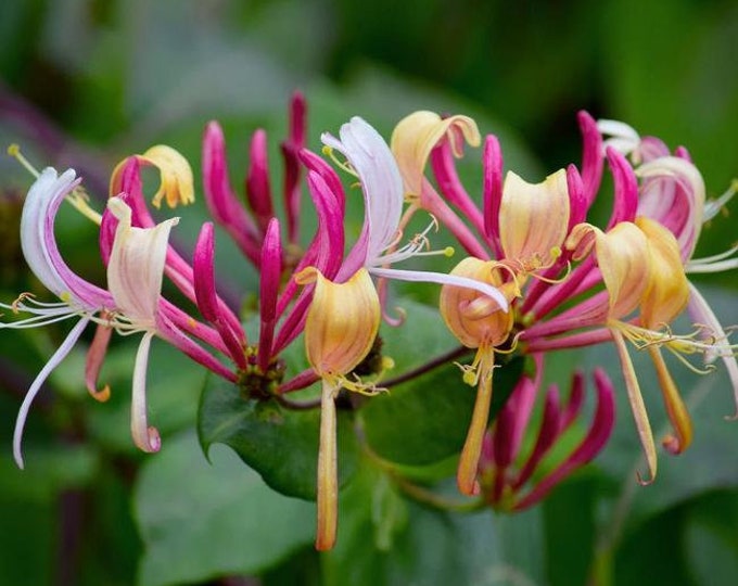 Peaches and Cream Honeysuckle Vine Live Plant 5 7 Inch Etsy