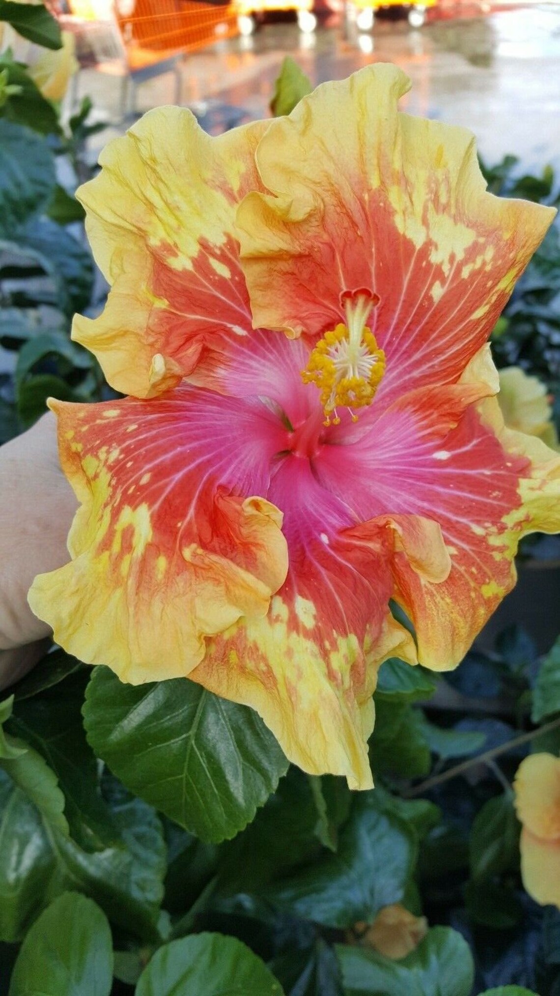 Exotic Volcano Moonwalk Adult Hibiscus Live Plant 35 Etsy