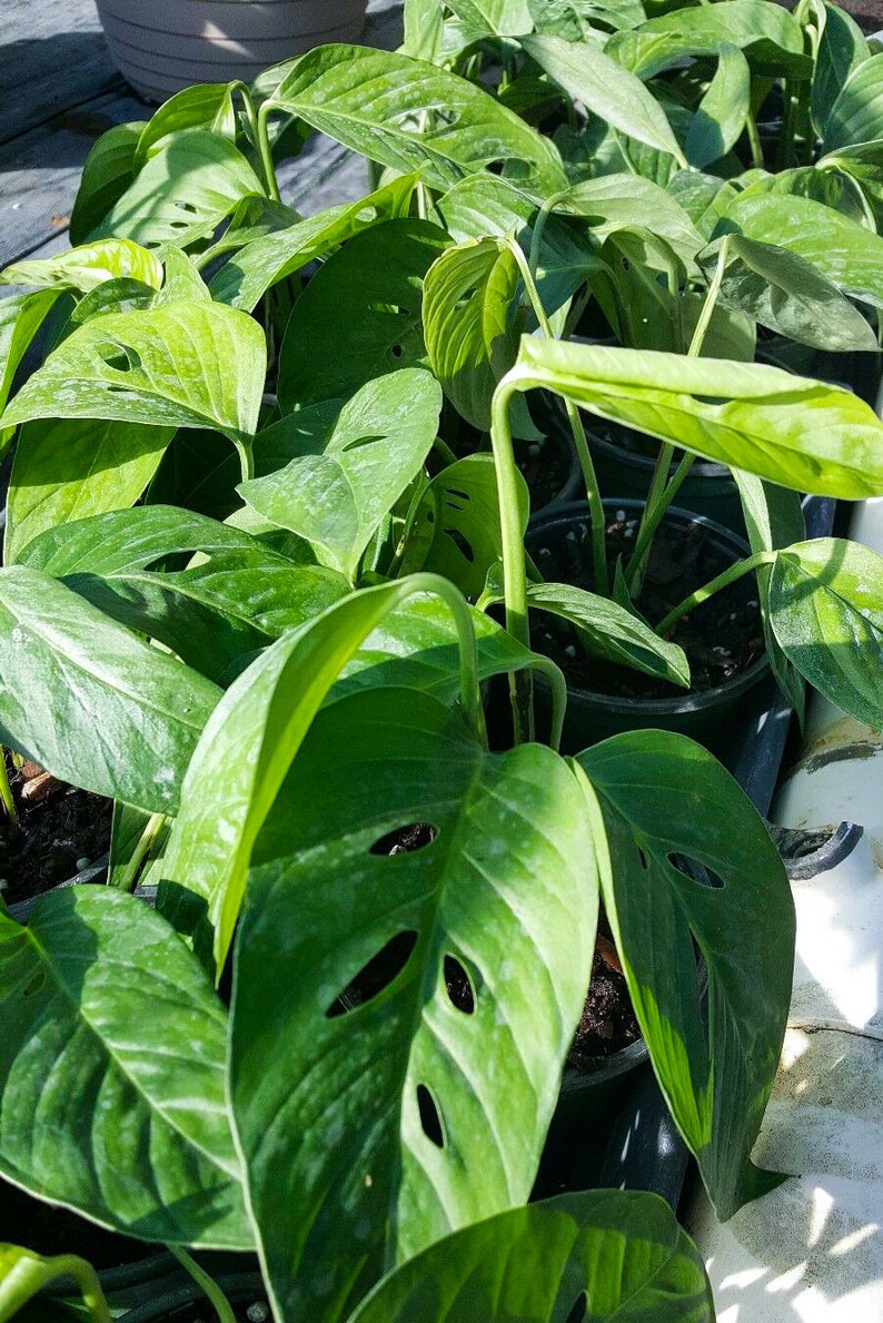 Monstera Adansonii Swiss Cheese Live Plant 1 PLANT 2 to 3 Etsy
