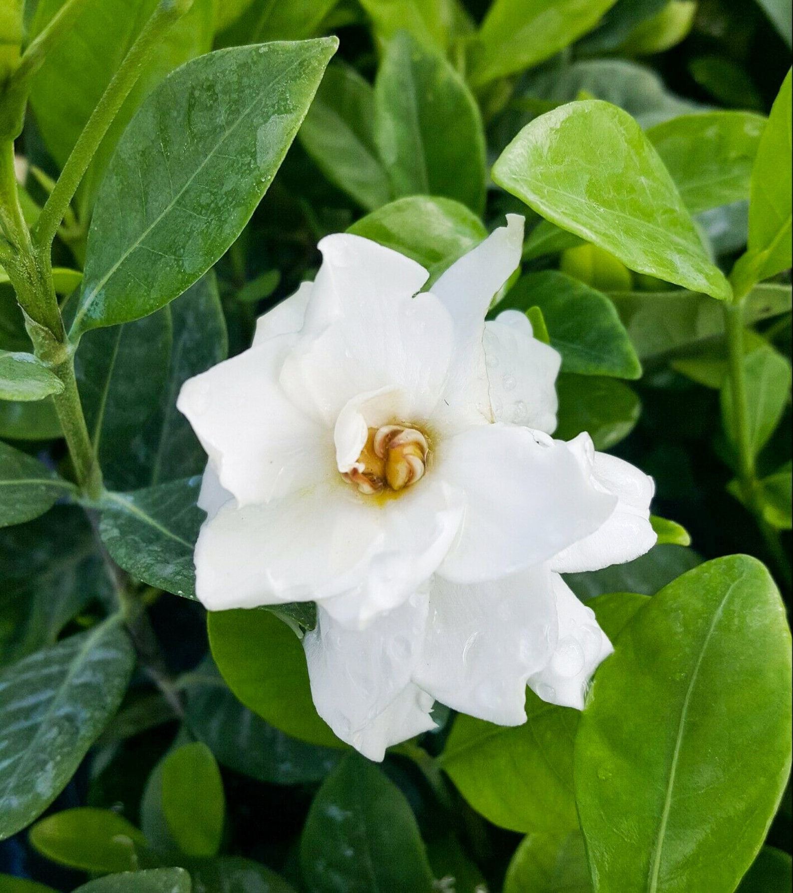 Frost Proof Gardenia Live Plant Evergreen 5 to 7 Tall Etsy
