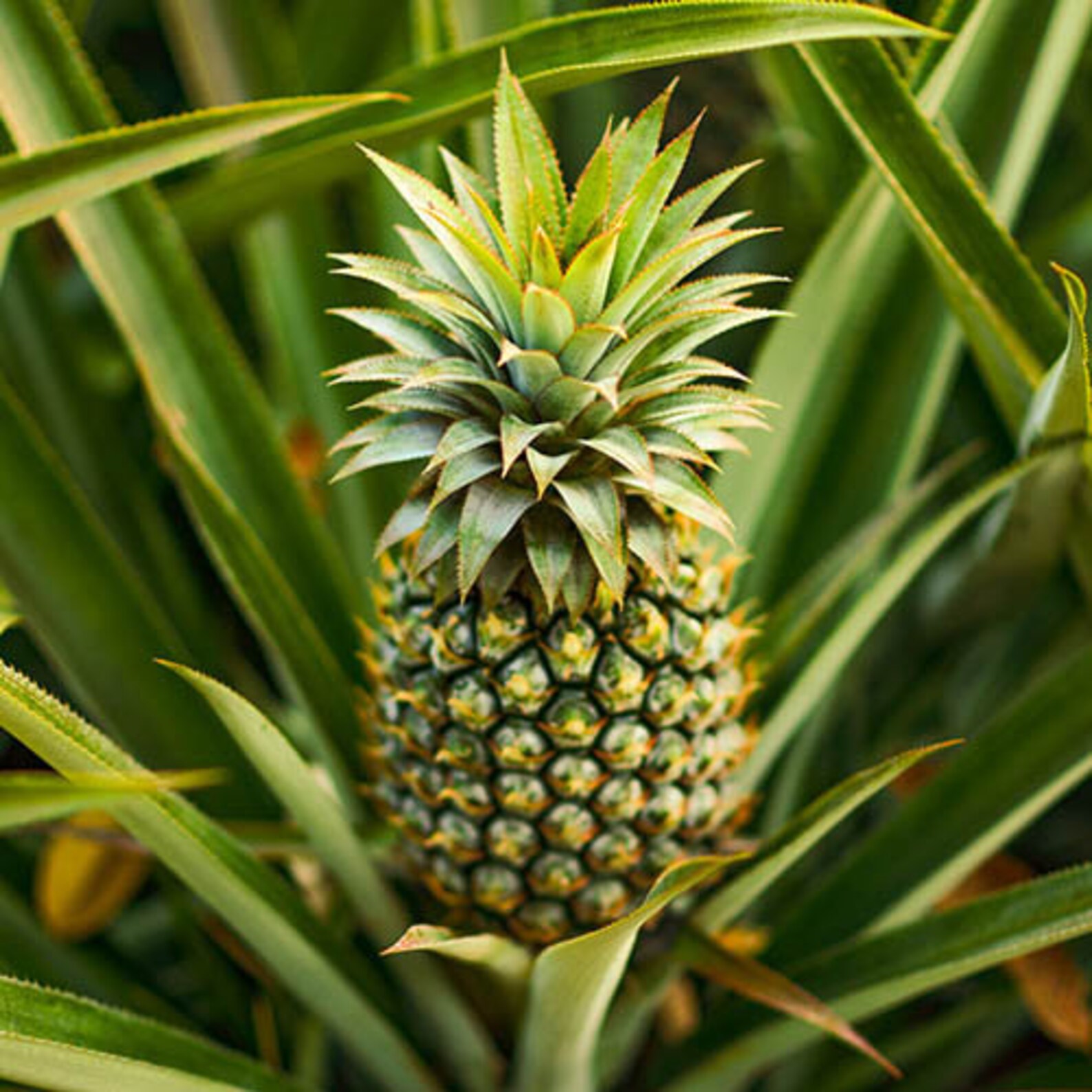 Kona Sugarloaf Pineapple Ananas Comosus Live Plant Etsy
