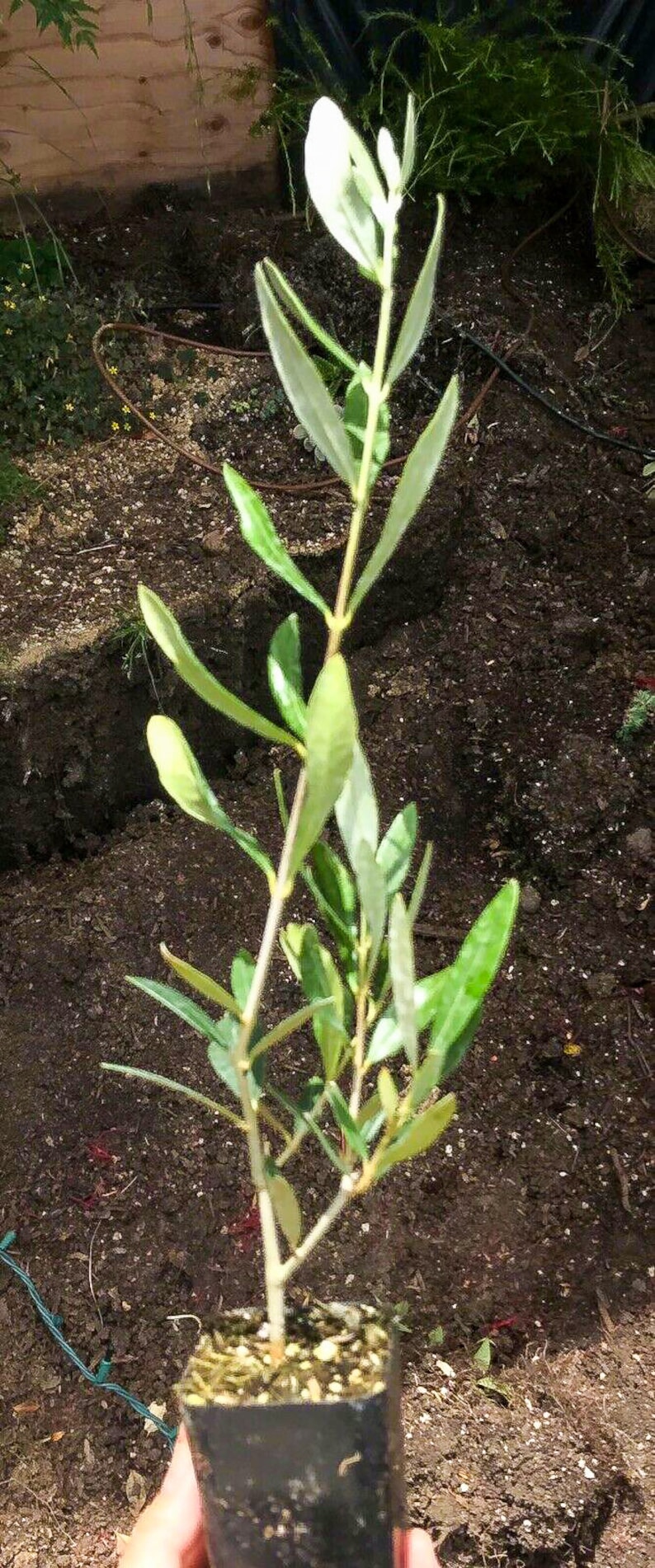 Olea europaea �Mission� Live Olive Tree Starter Etsy