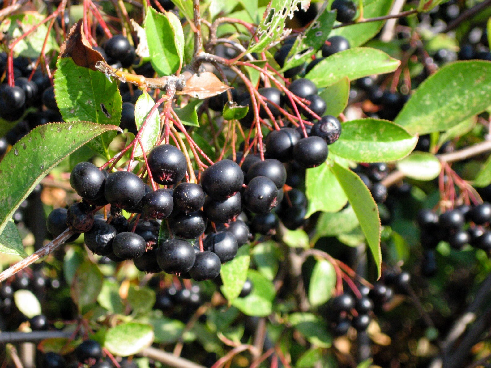 Aronia Prunifolia 'aron' Plant Edible Stanrter Etsy