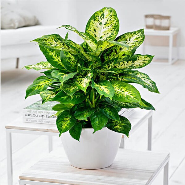Dumb Cane Plant Etsy