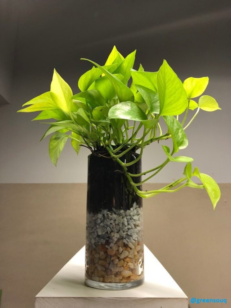 Neon Green Pothos Live Plant 4 Pot Tropical Indoors & Etsy