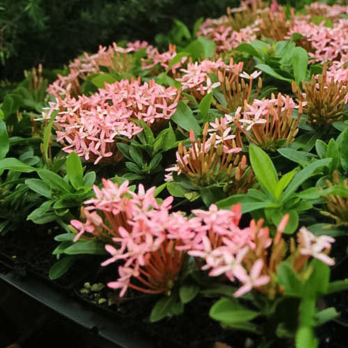 Dwarf Pink Ixora Live Plants Miniature Taiwanensis Starter | Etsy