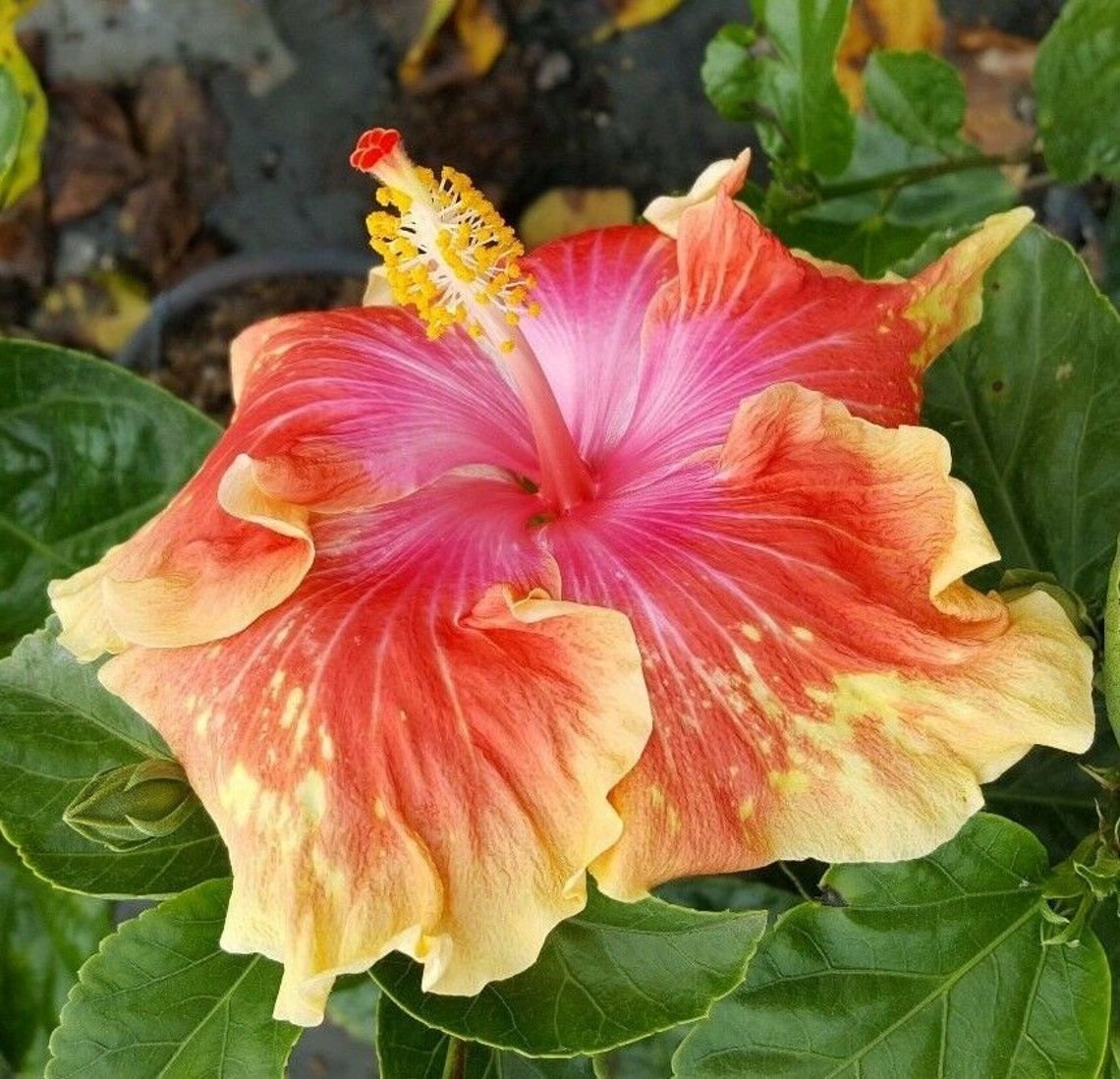 Exotic Volcano Moonwalk Adult Hibiscus Live Plant 35 Etsy