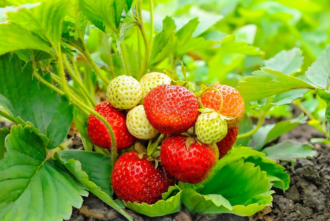 10 Fort Laramie Everbearing Strawberry Starter Plant NON GMO Etsy