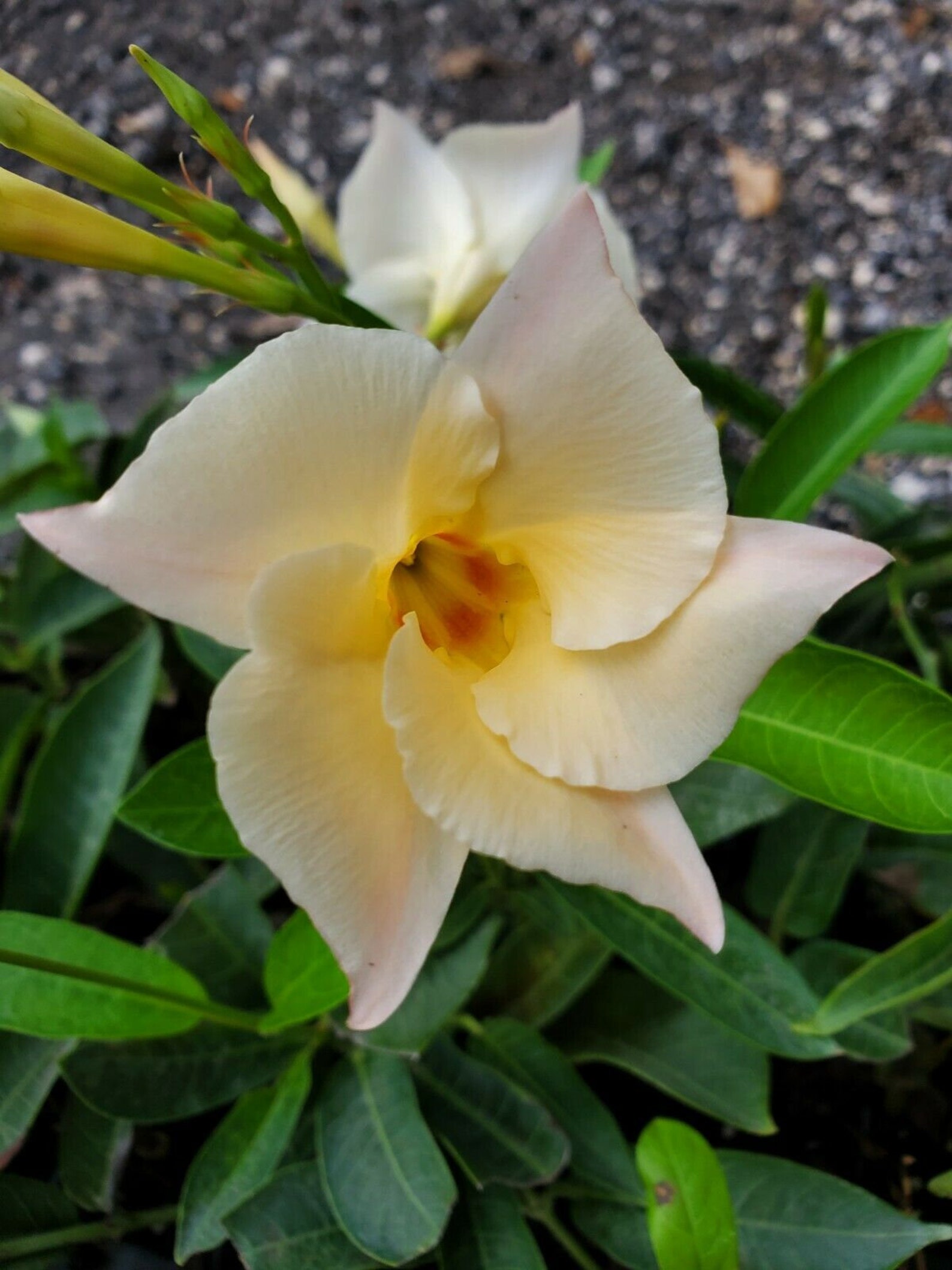 Cream Mandevilla Vine Mandevilla Apricot Starter Plant 5 Etsy