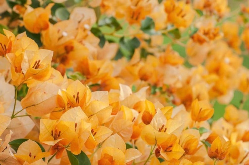 California Gold Bougainvillea Live Plant Etsy