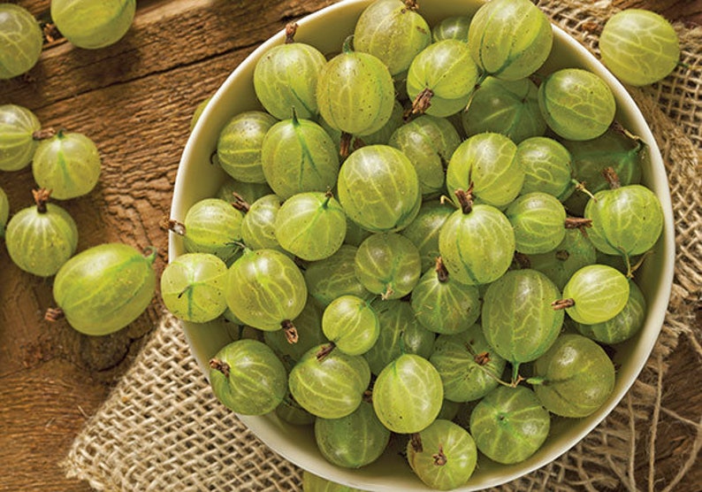 Pixwell Gooseberry Ribes hirtellum Edible Plant Live Etsy