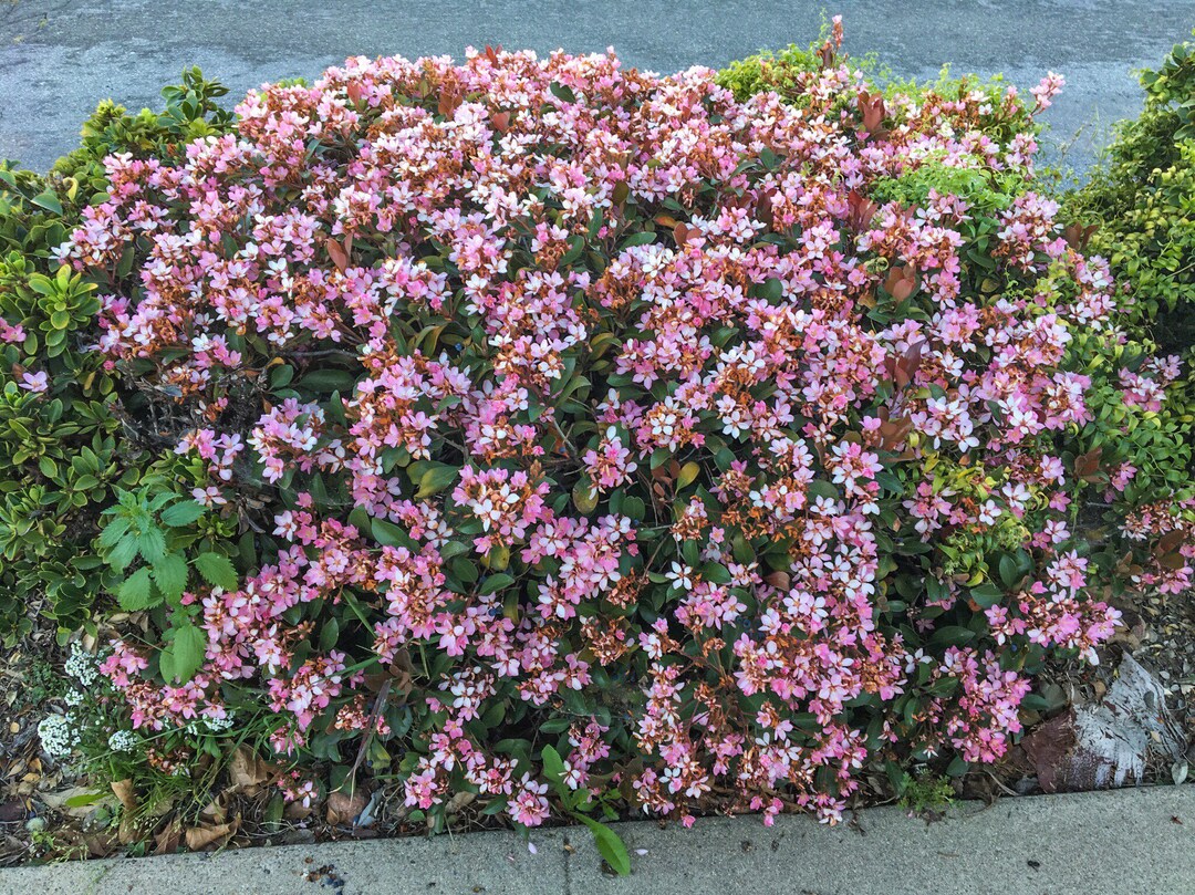 Pink Lady Indian Hawthorn Plant Live Plant 2 Inch Pot Etsy