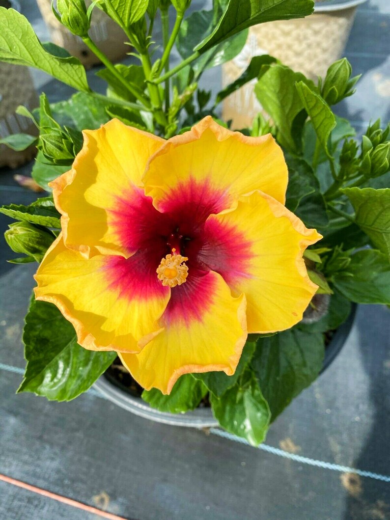Exotic Yellow Hibiscus Starter Live Plant 3 5 Inches Tall