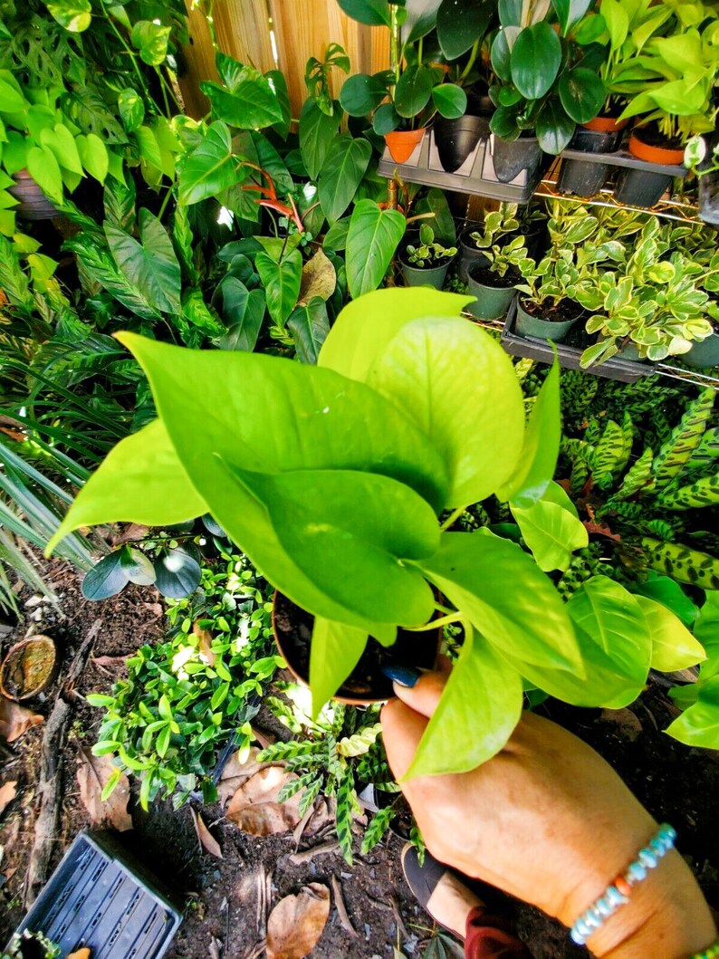 Neon Green Pothos Live Plant 4 Pot Tropical Indoors & Etsy