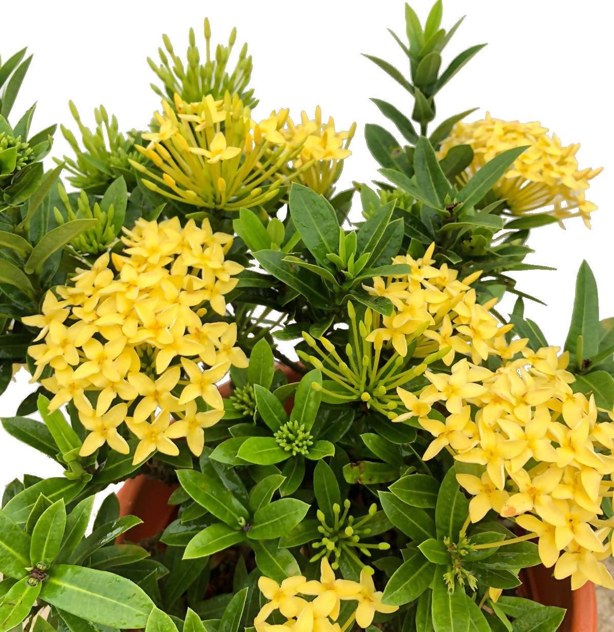 Ixora 'dwarf Yellow' Live Plant 2 to 4 Inch Tall - Etsy New Zealand